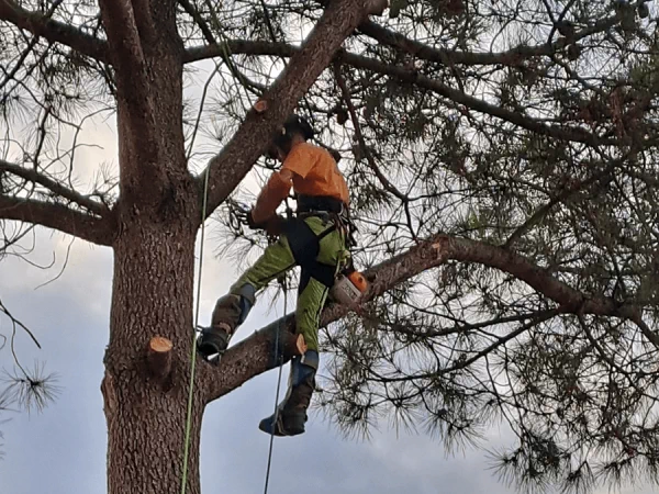 Élagage à Longeville Sur Mer et abattage d'arbres - Les Jardins de l'Océan,  votre paysagiste en Vendée.